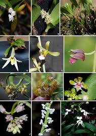 Image result for "Eria pauciflora"