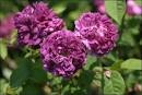 Dark Purple Roses, Deep Purple Roses, Purple Rose Bushes