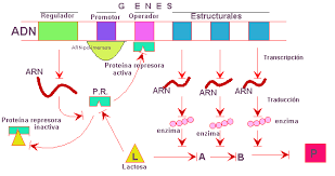 biokinesis - Biokinesis teórica Images?q=tbn:ANd9GcS6aiGuEorxKdbRi7o7KY2c3aQqx8McBbfFcaC00L89FNTgDYAZ&t=1