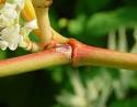 <b>Polygonum cuspidatum</b> stem