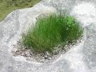 <b>Eleocharis</b> obtusa(maybe)