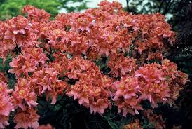 Afbeeldingsresultaat voor rhododendron berryrose