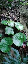 Image result for "Begonia foxworthyi"