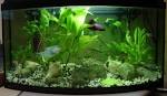 Fish Vault: Good tips for to decorate your aqurium: best idea to ...