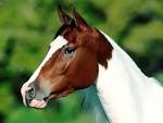 Horse Breeds - Pictures, Description and Information