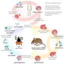 <b>Babesiosis</b> - Wikipedia, the free encyclopedia