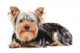 Yorkshire Terrier Yorkshire Terrier