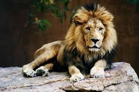 Lav...kralj svih životinja Images?q=tbn:ANd9GcSBAVWb32M2jeB_-VWZLZ61xEADXVxDUMYqCHC_vVOaCIA-TLrw0O7HSAnY