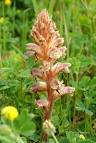 <b>Orobanche</b>
