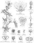 <b>Malvaceae</b> Juss.