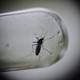 Alerta en Santander por numerosos casos de chikunguña y dengue - Noticias RCN (Comunicado de prensa) (blog)
