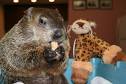 STATEN ISLAND CHUCK set for Groundhog Day rematch with Bloomberg ...