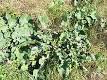 <b>Brassica</b> oleracea