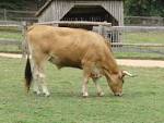 File:Vache maraichine01.JPG - Wikimedia Commons