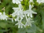 (<b>Valerianaceae</b>) flower.JPG