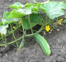 <b>Cucumis</b> sativus L. - Cucumber.