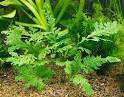 Aquarium Plants, Aquatic Plants Information, Care, Pictures