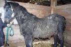 SPCA Rescues 73 Horses, 53 Cats, 4 Dogs From East Aurora Property ...