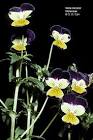 <b>Violaceae</b>