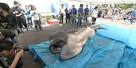 Rare megamouth shark captured off Japan - GrindTV.com