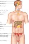 <b>Endocrine system</b> consists of