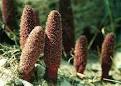 <b>Cynomorium</b>: Parasitic Plant