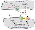 <b>Endothelin</b>-<b>1</b> formation
