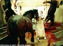 Interdir la viande de cheval en France et en Belgique Images?q=tbn:ANd9GcSJQC3WxPnl6tZf9aBLWWlU2ti7S4eKNJj1S5t_kiocJ_S8PEQw2A