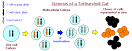 X chromosome <b>Mosaicism</b>