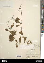 Image result for "Blakeanthus cordatus"