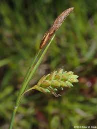 Image result for Carex limosa