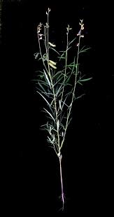 Image result for "Crotalaria umbellifera"