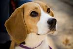 File:Beagle portrait Camry.jpg - Wikimedia Commons