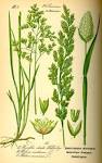 File:Illustration <b>Phalaris</b>