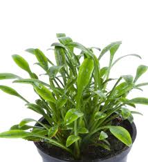 Image result for Cryptocoryne Bullosa In Pot (p5)