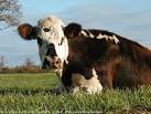 Photo » Vache d'automne - Vaches