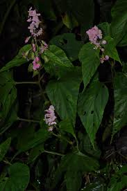 Image result for "Begonia modestiflora"