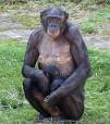 Primate Factsheets: Bonobo