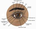 <b>Eye diseases</b>