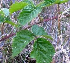 Image result for "Rubus macraei"