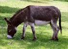 donkey pronunciation