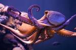 octopus pronunciation