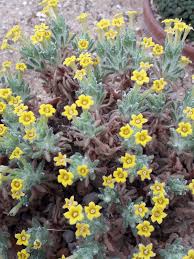 Image result for Dionysia teucrioides