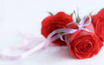Rose Flower Wallpaper | Rose Flower Wallpaper Image Gallery | Rose ...
