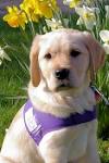 CANINE PARTNERS CELEBRATES 20 YEARS OF HELPING PEOPLE WITH ...