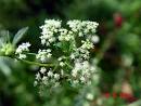 wild) - <b>Apium graveolens</b>