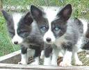 Photo in the News: Baby <b>Foxes</b> Going to the Dogs