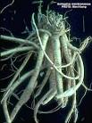 <b>Astragalus membranaceus</b>