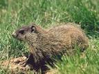 GROUNDHOG Day Corner - Free GROUNDHOG Day wallpaper for your ...