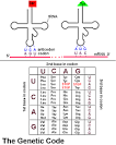 Analysis of Codon Usage, Part I